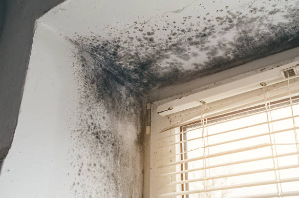 Affordable Attic Mold Removal solutions in Pacific, WA