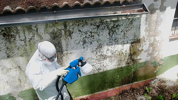 Top rated local Attic Mold Removal specialists in Pacific, WA